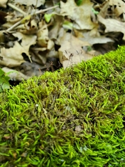 Sciuro-hypnum plumosum