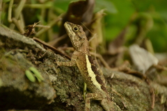 Diploderma polygonatum