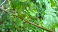 Amphibolips melanocera