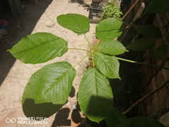 Handroanthus chrysanthus