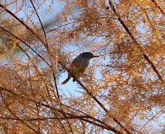 Polioptila melanura