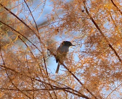 Polioptila melanura