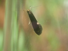 Psychoides filicivora