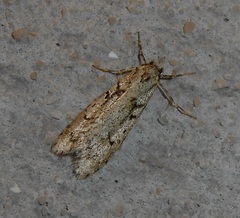 Diurnea fagella