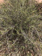 Anisacanthus puberulus