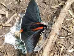 Pyrrhopyge