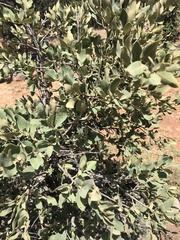 Quercus mohriana