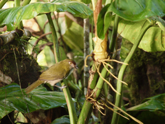 Cyclarhis nigrirostris