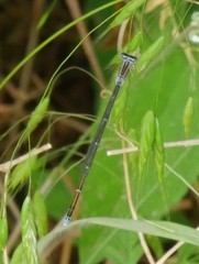 Enallagma exsulans