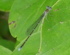 Enallagma exsulans
