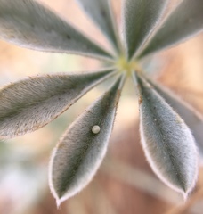 Icaricia icarioides missionensis