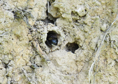 Anthophora bomboides