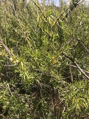 Anisacanthus linearis