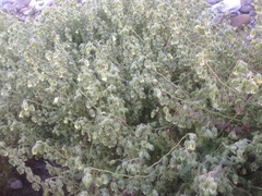 Emmenanthe penduliflora