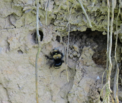 Anthophora bomboides