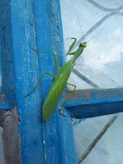 Mantidae
