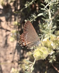Satyrium esculi