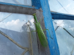 Mantidae