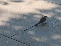 Passer domesticus