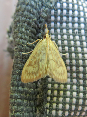 Crocidophora serratissimalis