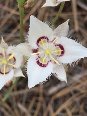 Calochortus lyallii