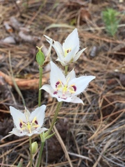 Calochortus lyallii