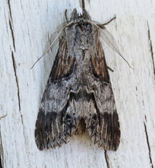 Dasylophia thyatiroides