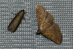 Cerynea thermesialis