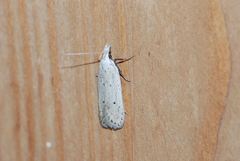 Nothris verbascella