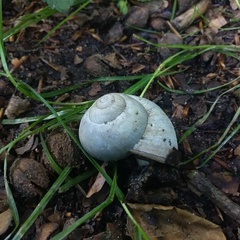 Helix pomatia