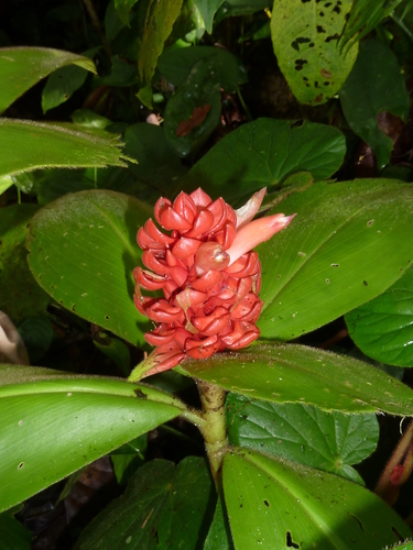 Image of Costus osae by (c) Eduardo Chacón Madrigal, some rights reserved (CC BY)
