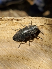 Chrysobothris merkelii