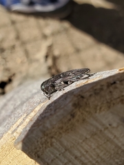 Chrysobothris merkelii