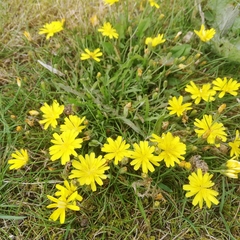 Leontodon saxatilis saxatilis