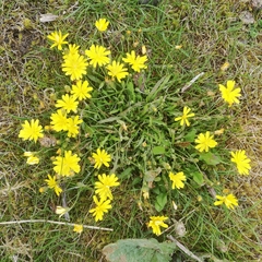 Leontodon saxatilis saxatilis