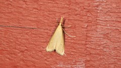 Donacaula melinellus