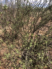 Leucophyllum laevigatum