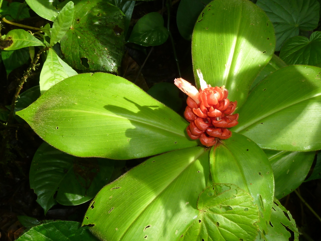 Costus osae; photograph (c) Eduardo Chacón Madrigal, some rights reserved (CC BY)