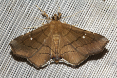 Gracilodes nysa