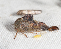 Telamona decorata