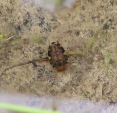 Laccophilus maculosus