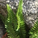 Mountain Holly Fern - Photo (c) Remington Jackson, some rights reserved (CC BY-NC), uploaded by Remington Jackson