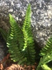 Mountain Holly Fern - Photo (c) Remington Jackson, some rights reserved (CC BY-NC), uploaded by Remington Jackson