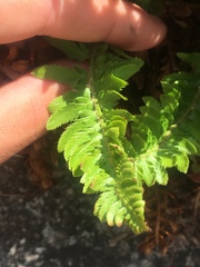 Polystichum scopulinum