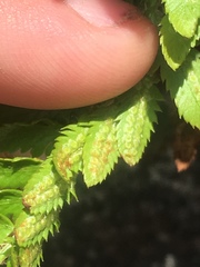 Polystichum scopulinum