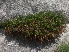 Polystichum scopulinum