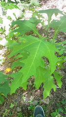 Smallanthus uvedalia