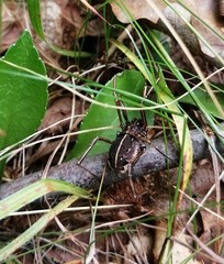 Zachaeus crista