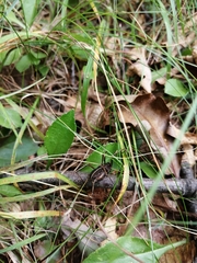 Zachaeus crista