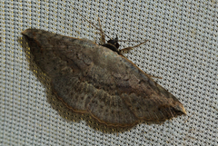 Maxera marchalii